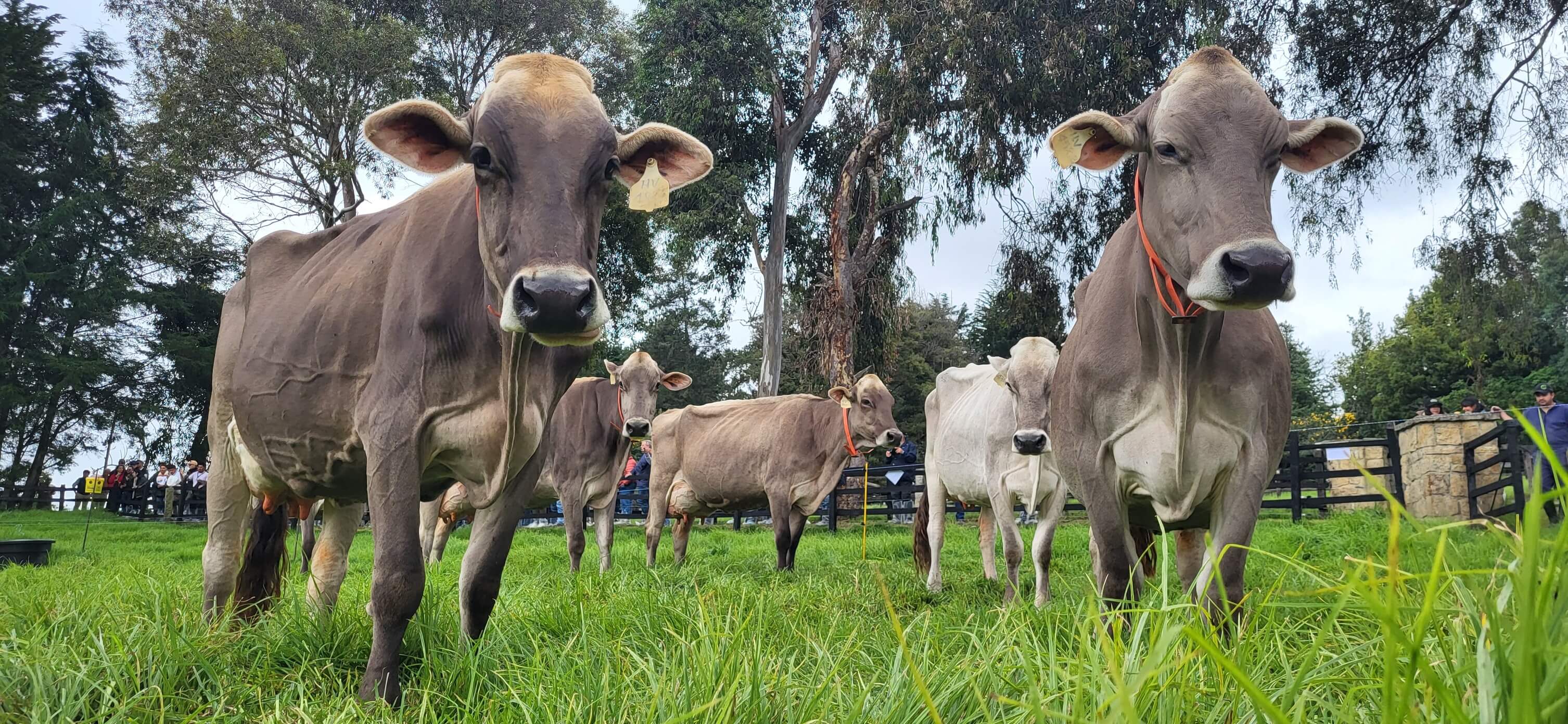 Cows at El Vergel Farm